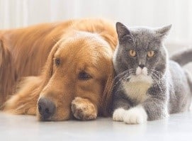Cat and dog comforting one another